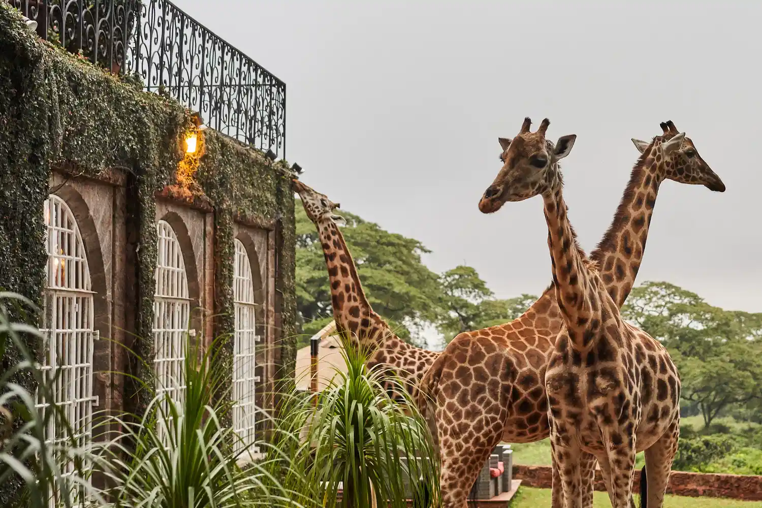 Giraffes standing near the stone walls and vine-covered facade of Giraffe Manor in Nairobi.
