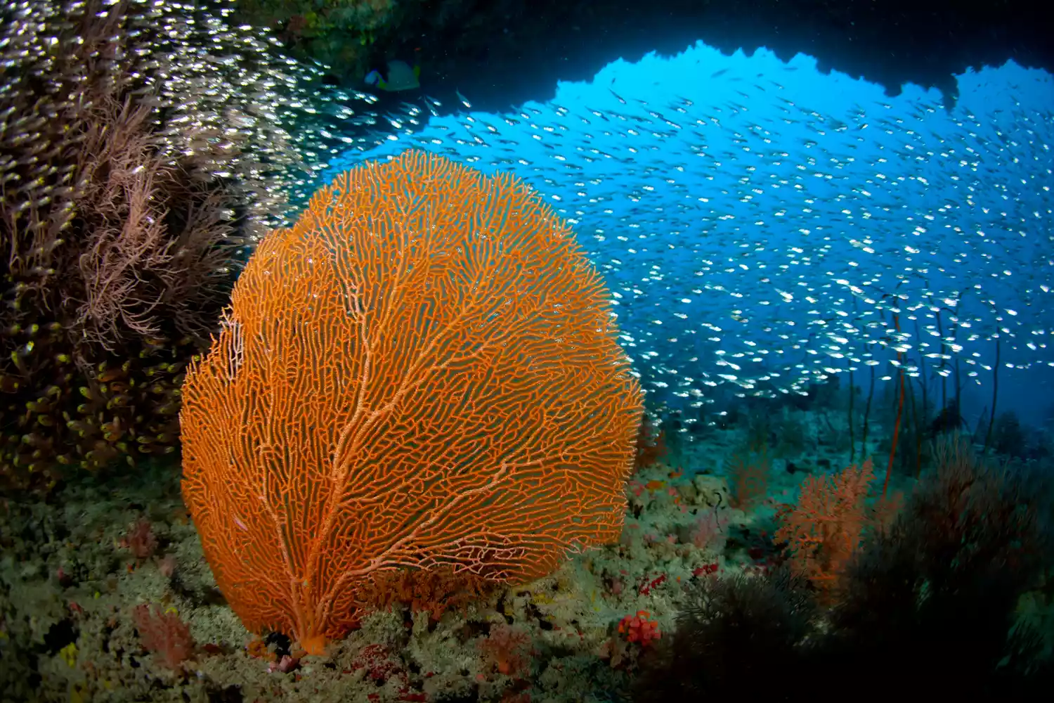 Close-up of healthy, vibrant orange coral branches in clear blue water.