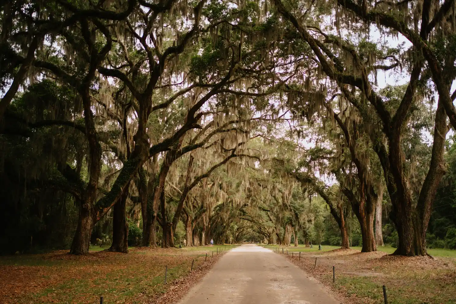 A paved path under a canopy of oak trees draped heavily with grey Spanish moss.