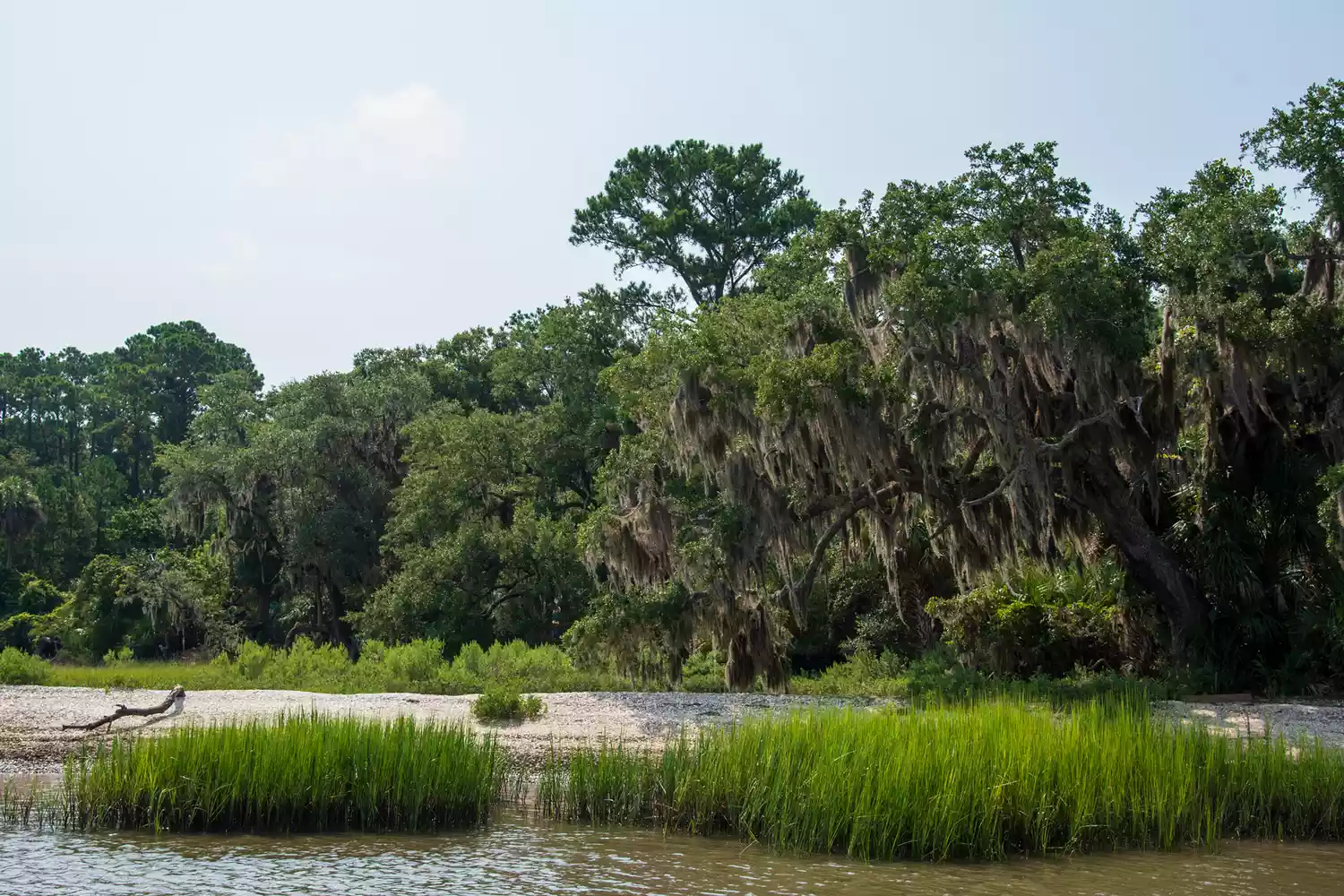 A dirt road on Daufuskie Island lined with Live Oaks and Spanish moss.