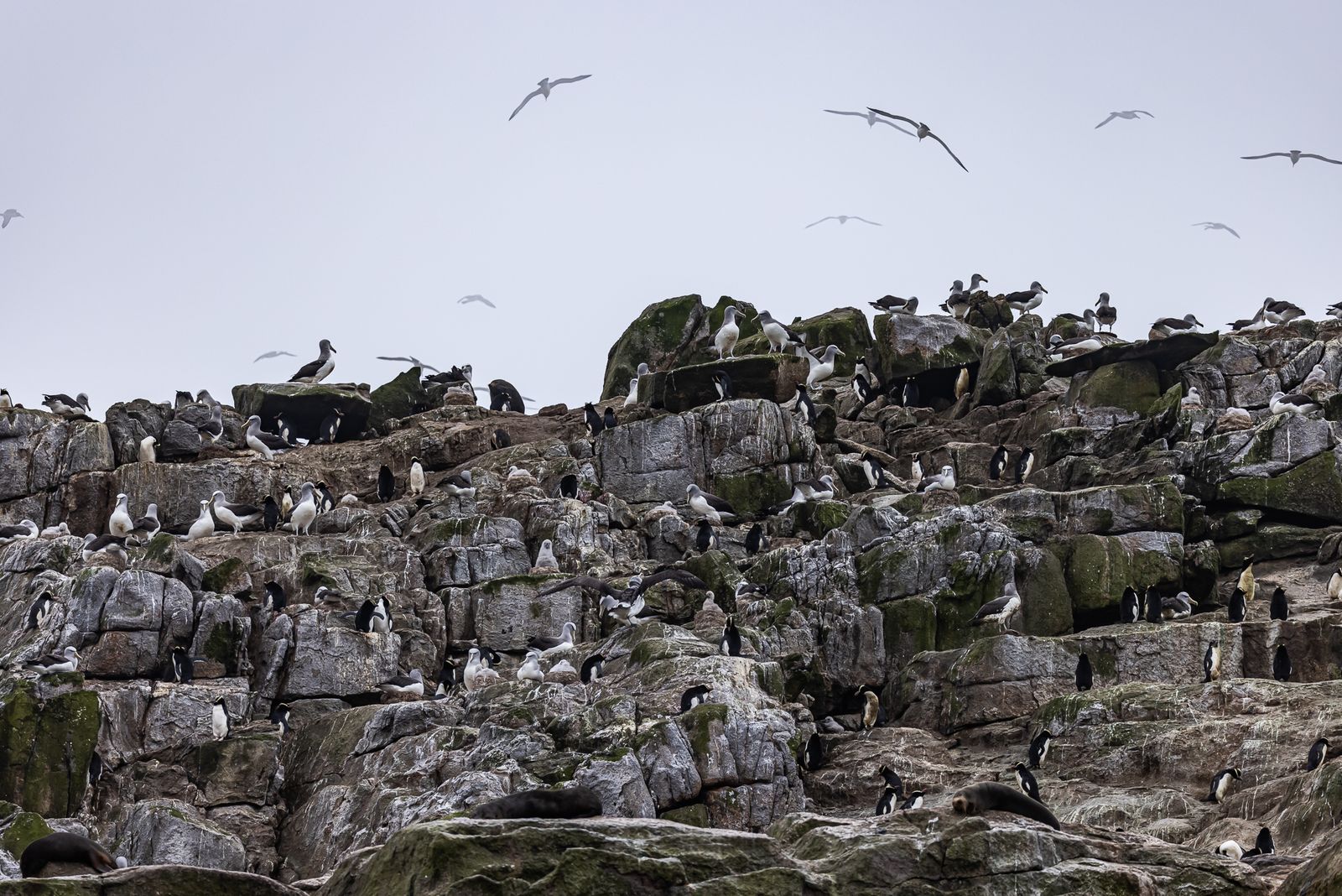 A penguin stands on a rocky shore near a traveler's specialized gear bag.