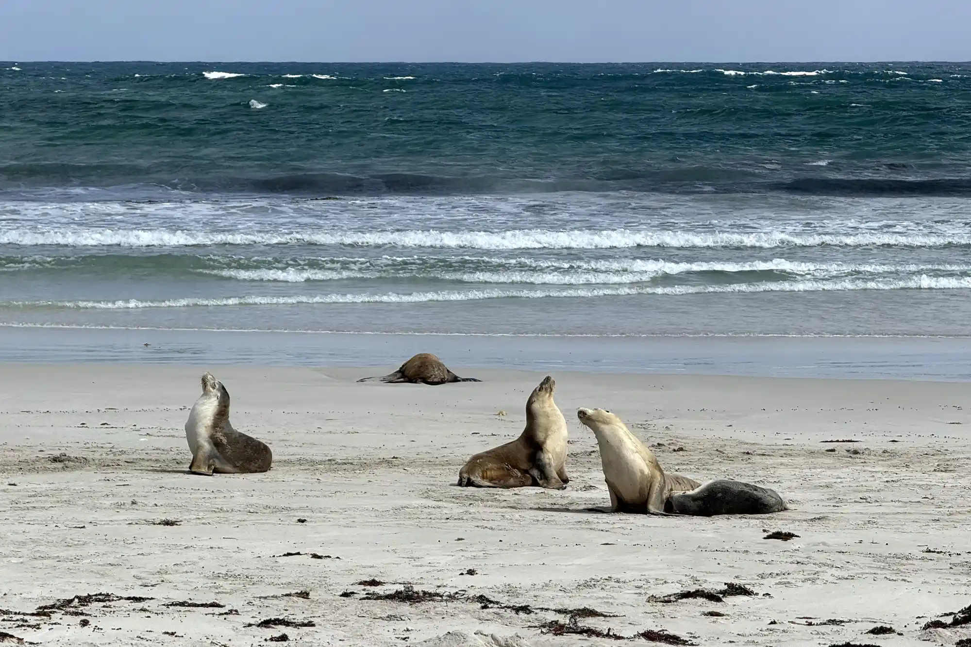 Australian sea lions resting on a white sandy beach with turquoise water in the background.