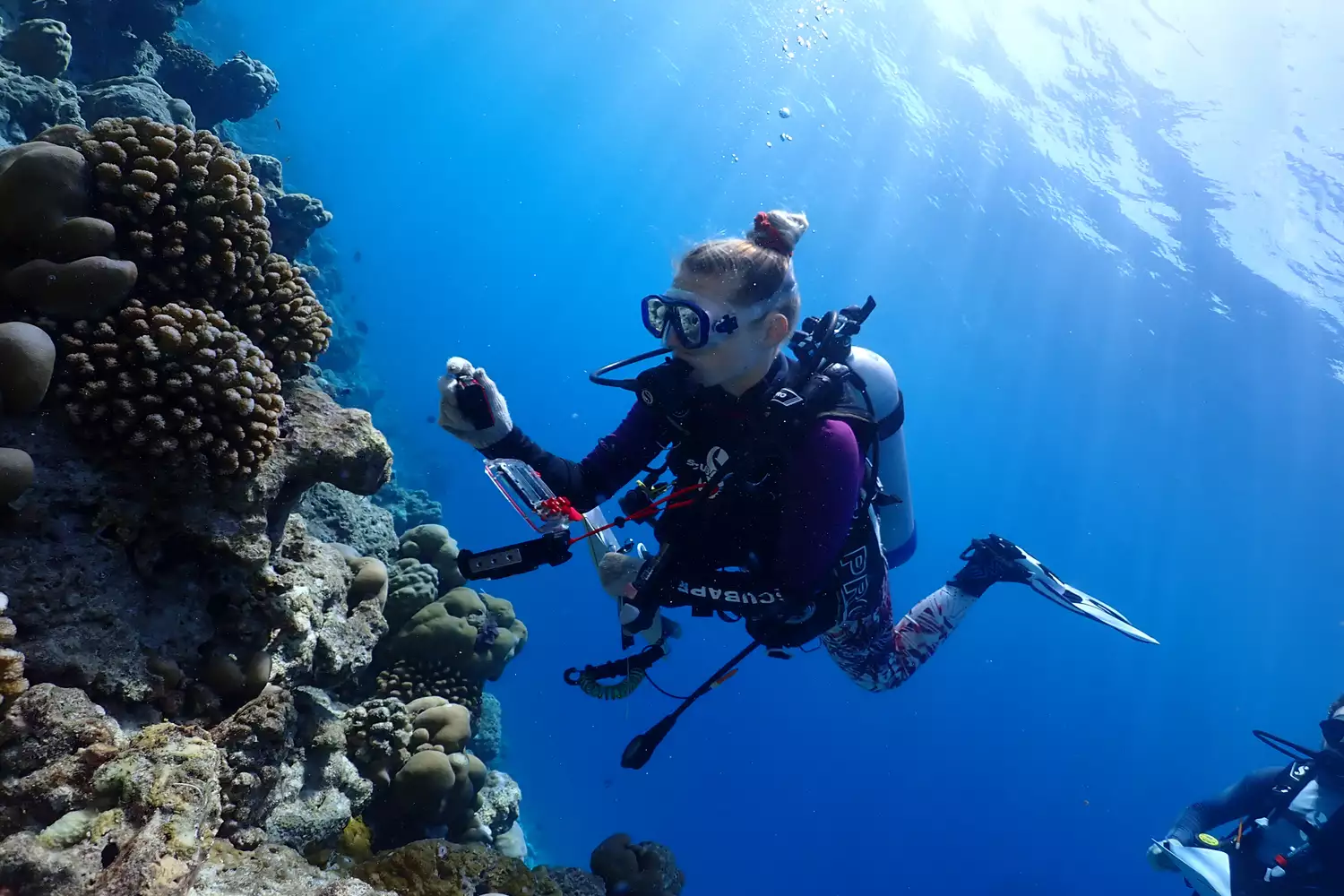 A scuba diver carefully examining a coral reef structure.