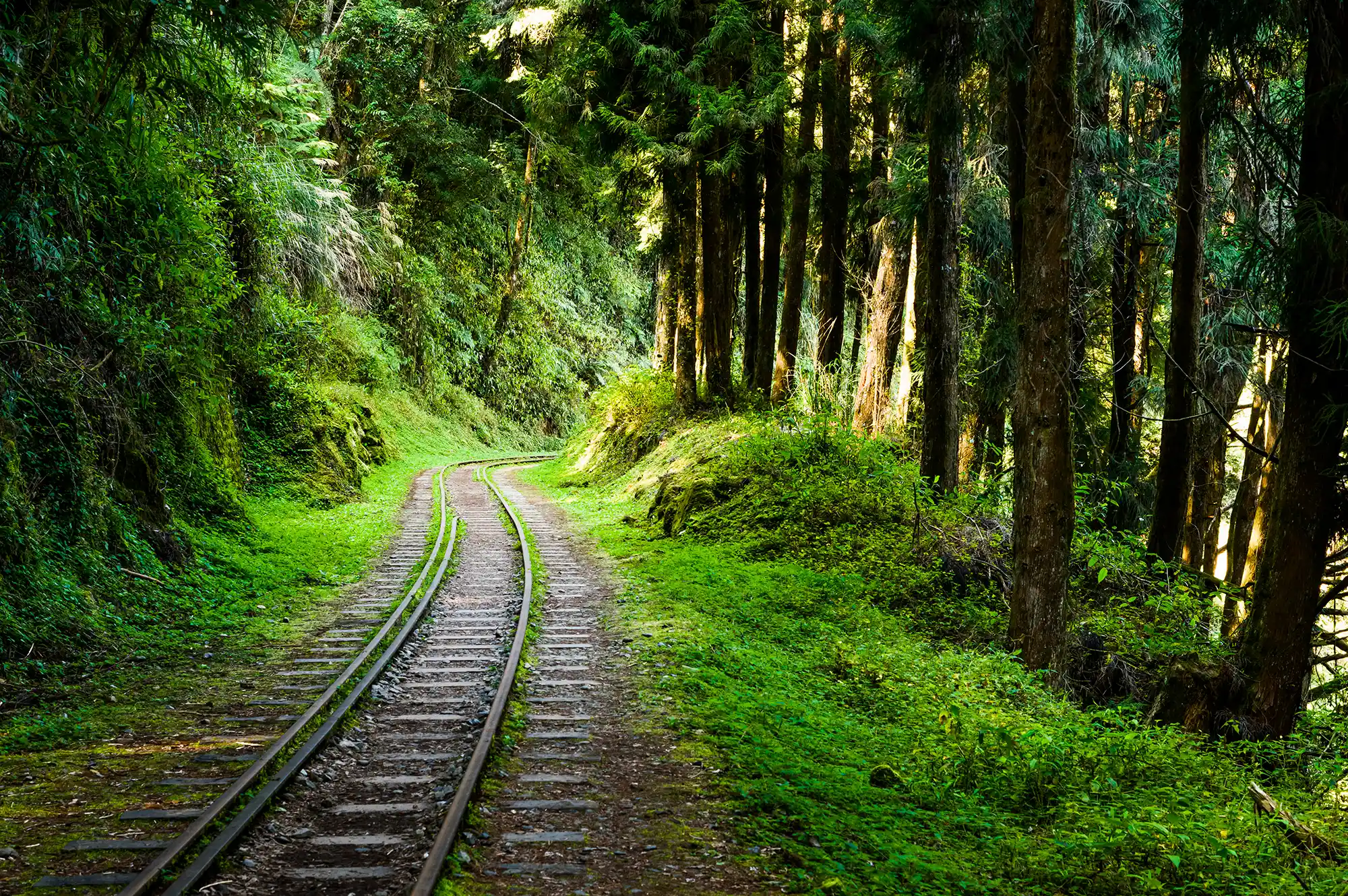 Narrow-gauge railway tracks curving sharply through a lush, shrouded forest path.