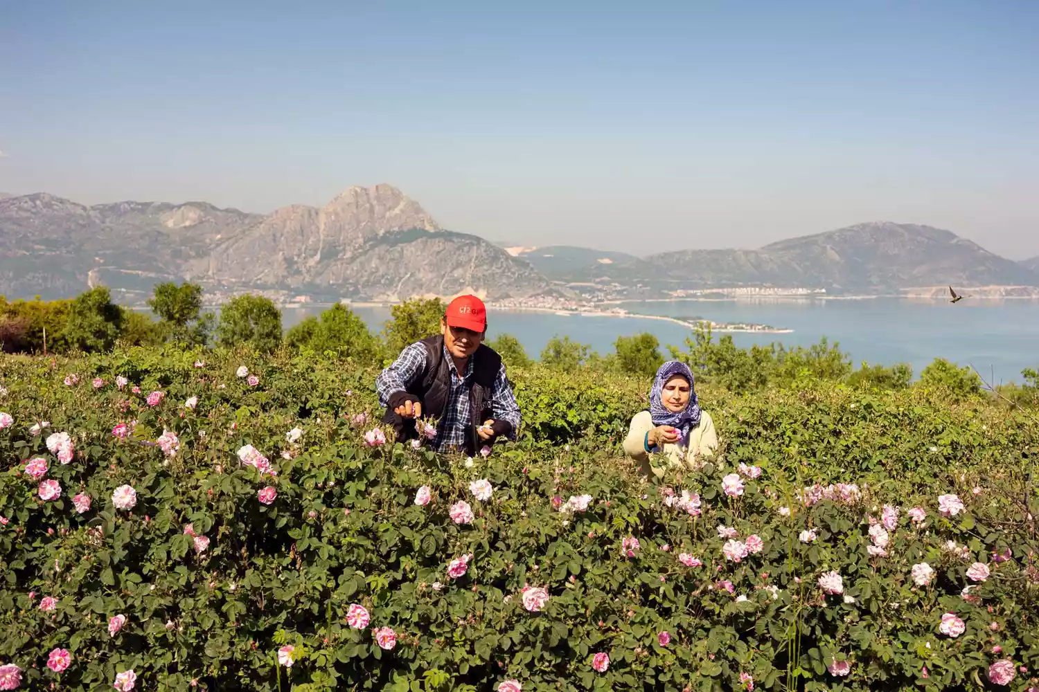 A couple picking pink roses in a green field near the shores of Lake Eğirdir.