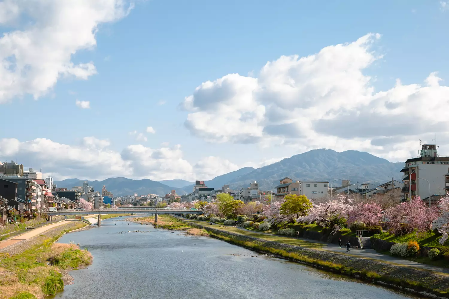 Pedestrians walking along the historic Pontocho alley near the Kamo River in Kyoto during spring.
