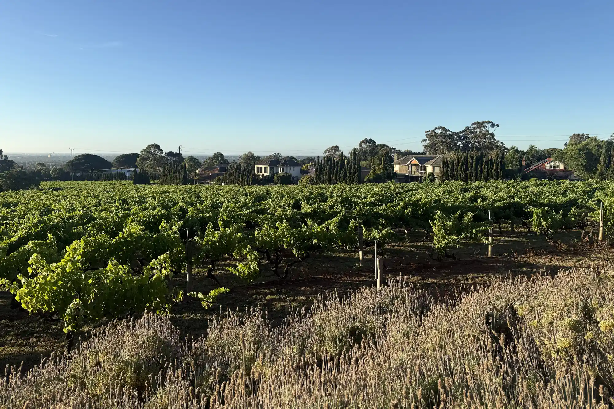 Lush green vineyard rows stretching across a South Australian valley under a clear sky.