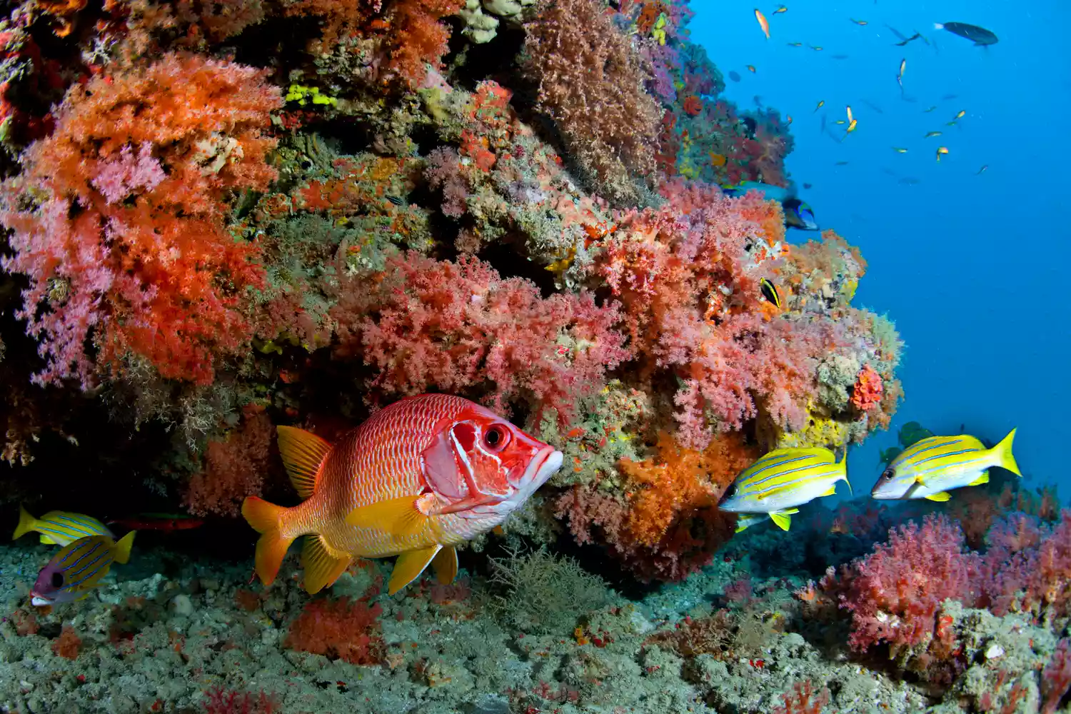 A group of colorful reef fish swimming among healthy coral formations.