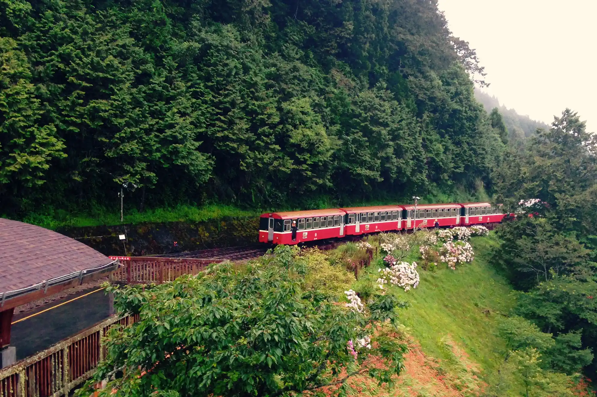 A heritage forest train crossing an elevated railway bridge amidst a mountain forest.