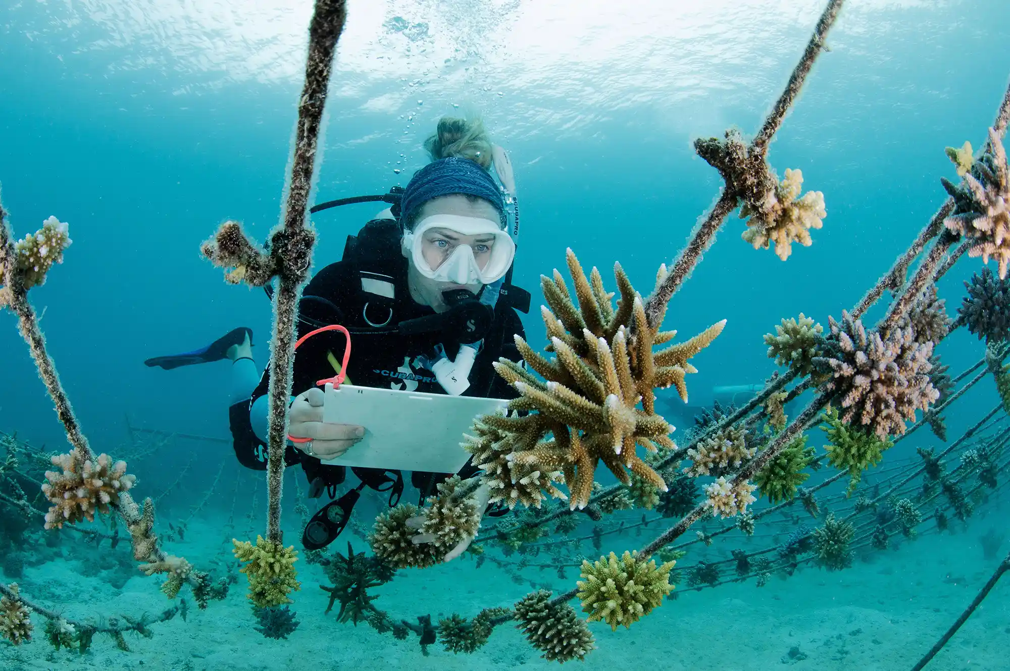 A scuba diver working on coral restoration structures on the sea floor.
