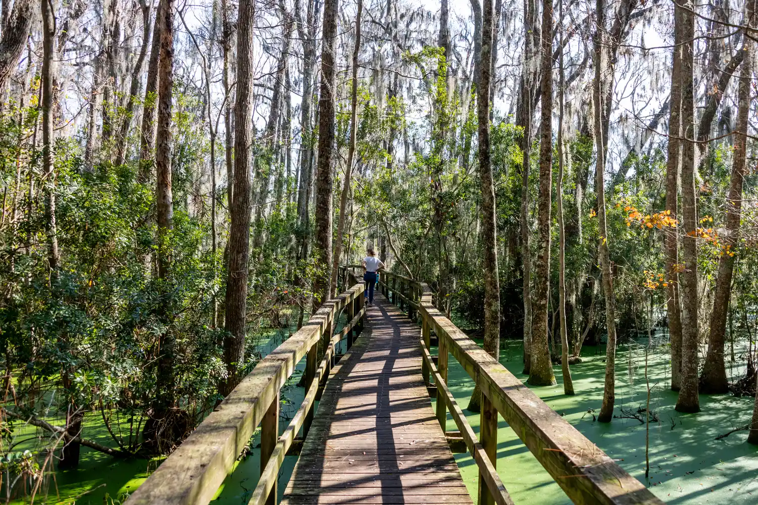 A person walking on a wooden boardwalk through a lush forested swamp area on Hilton Head Island.