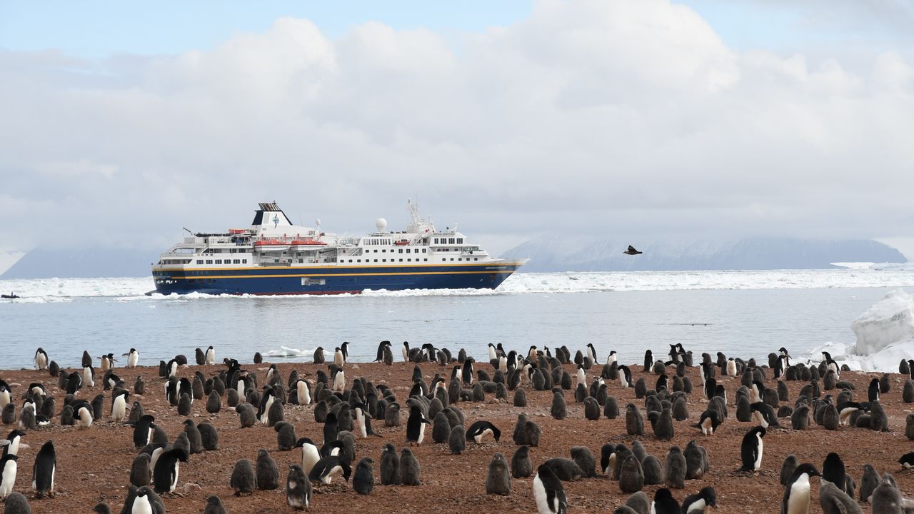 Best Penguin Expedition Cruises for Rare Species