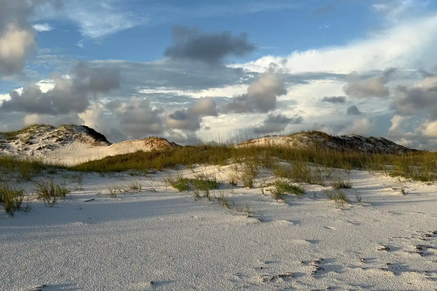Vibrant green coastal grasses growing among white sand dunes under a blue sky.