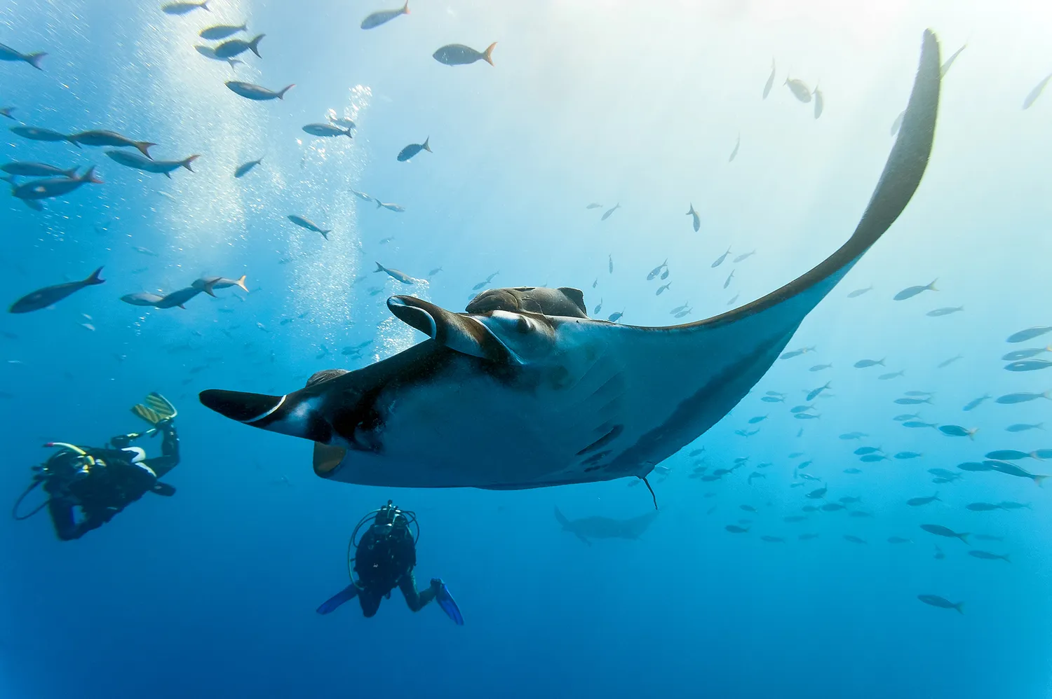 Snorkelers observing a manta ray and small fish underwater in clear turquoise water.