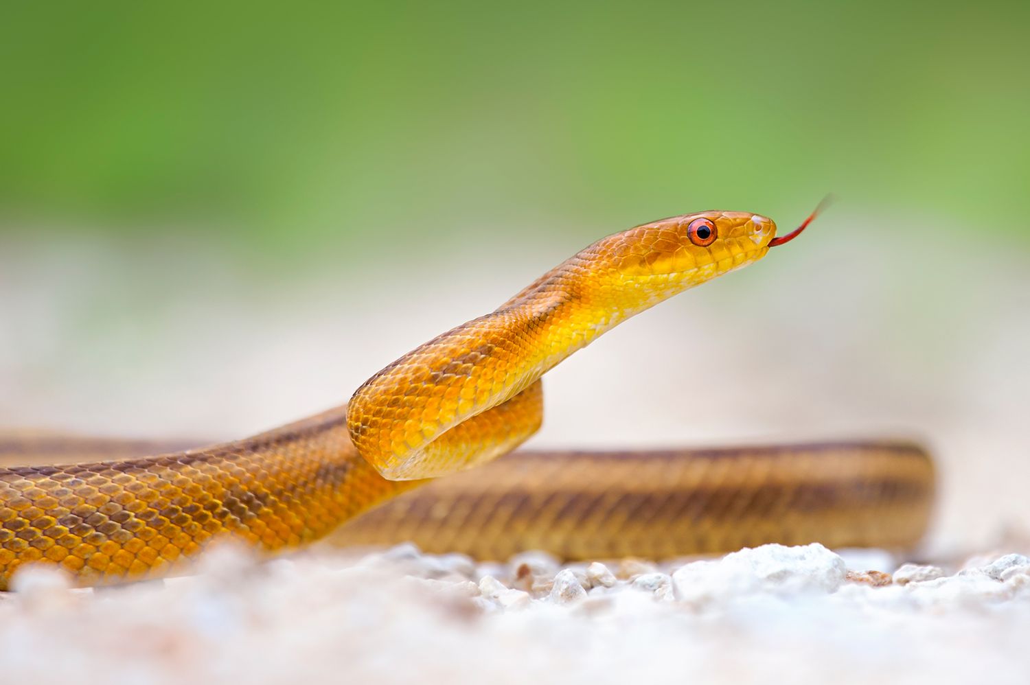 A close-up of a pit viper showing its triangular head and heat-sensing pits in the brush.