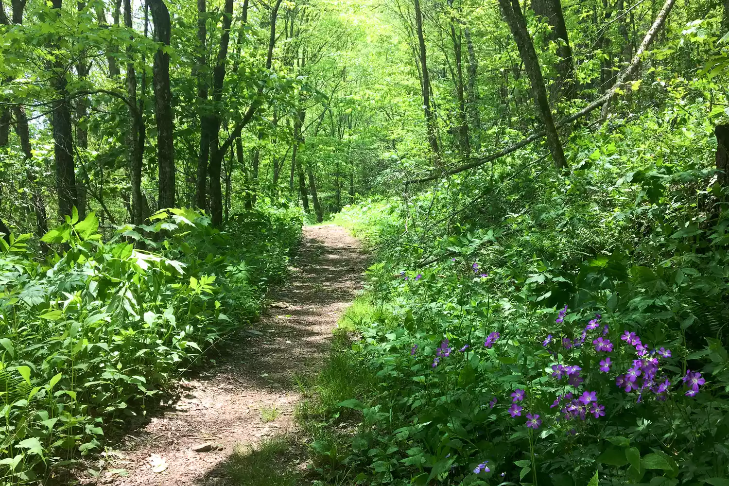A dirt trail winding through a lush green forest at Pinnacle Park in Sylva.