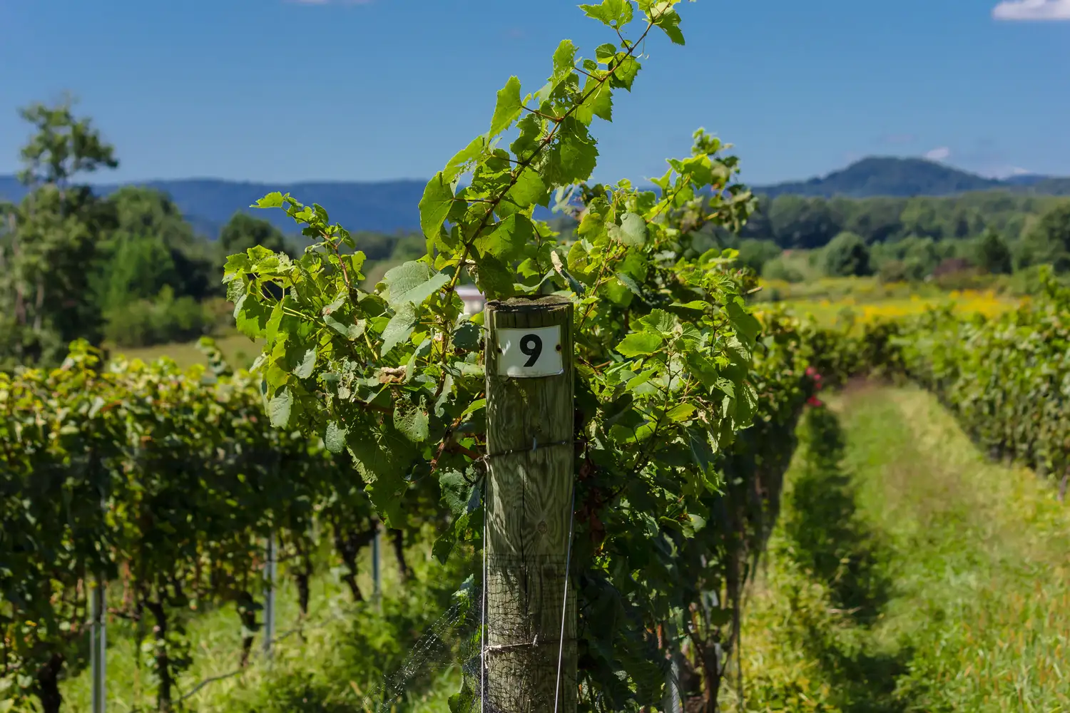 Rows of grapevines in a lush vineyard near Mount Airy.