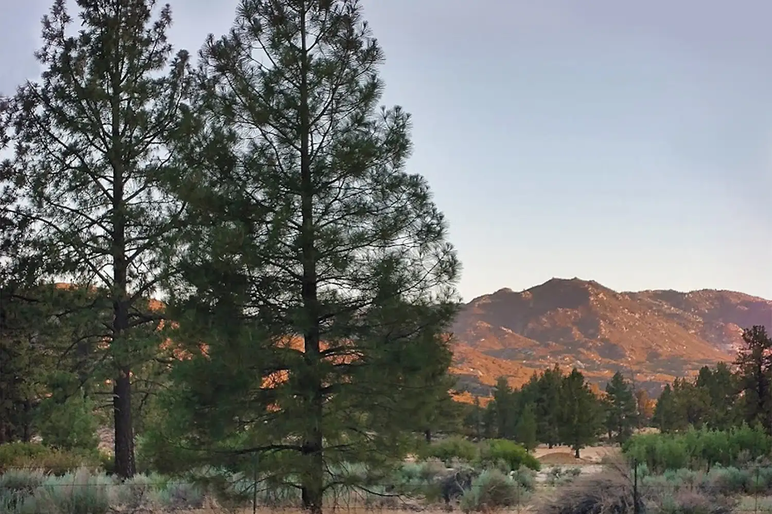 A tall pine forest in Idyllwild with snowy mountain peaks visible through the trees.