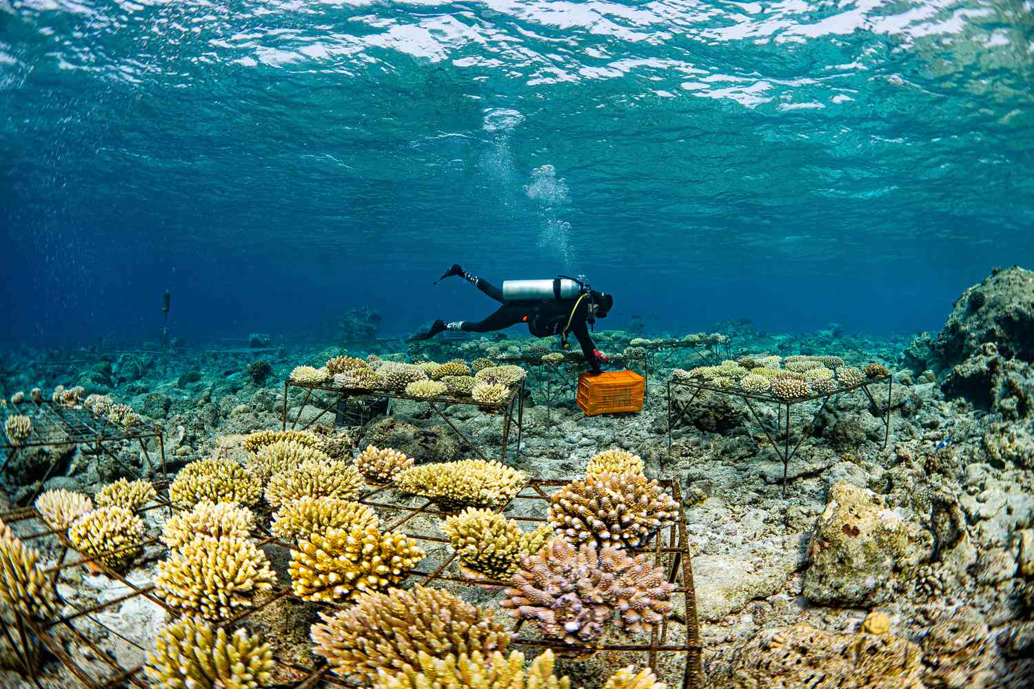 Maldives Coral Restoration: Guest Conservation Programs