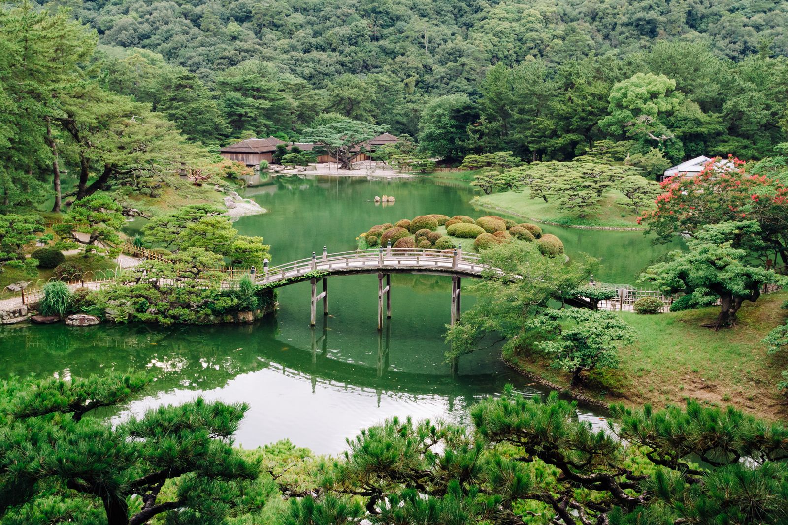 A serene pond garden with a wooden bridge, lush aquatic plants, and weeping willows reflecting in the water.