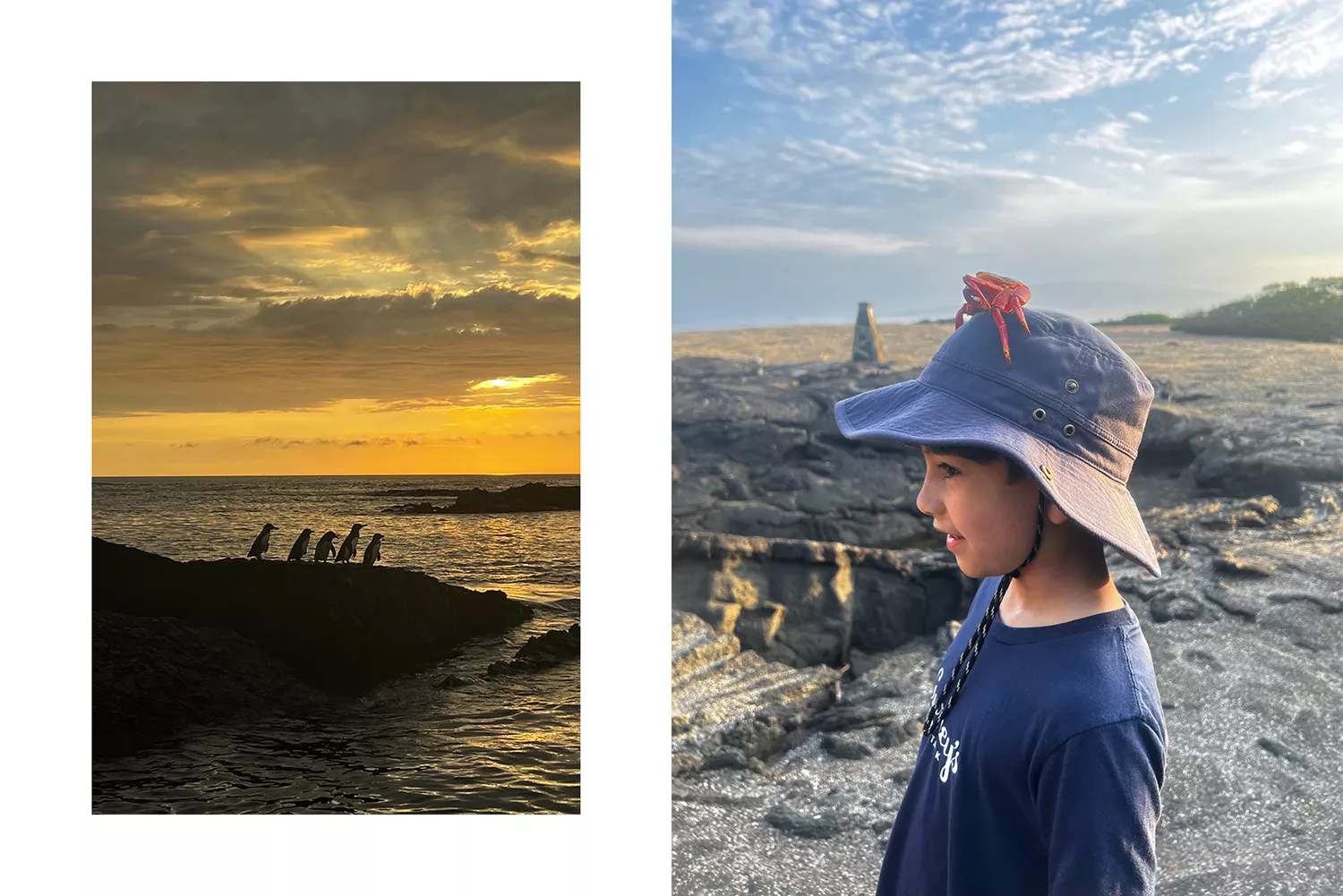 A collage featuring penguins on a rock and a young boy wearing a crab shell on his hat.